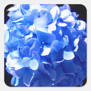 Cobalt blue floral elegant blue hydrangeas  square sticker