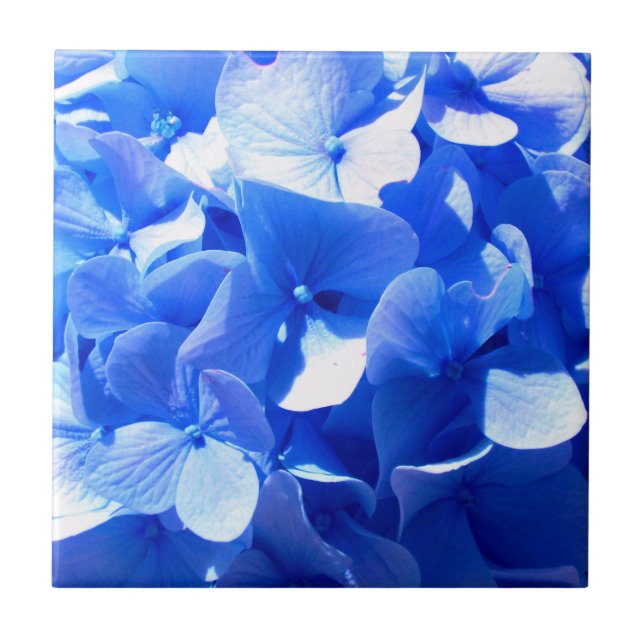Cobalt blue floral elegant blue hydrangeas  tile (Front)