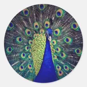 Cobalt Blue Peacock Classic Round Sticker