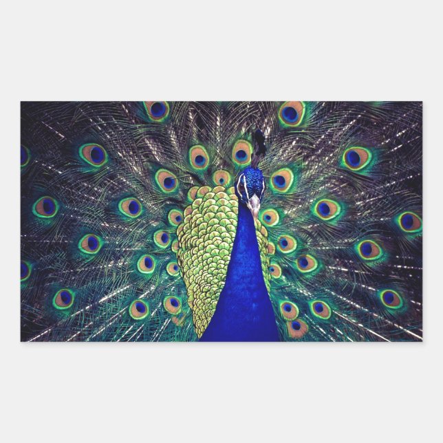 Cobalt Blue Peacock Sticker (Front)