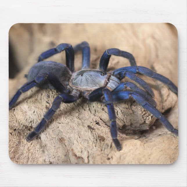 Cobalt Blue Tarantula Spider Mouse Pad (Front)