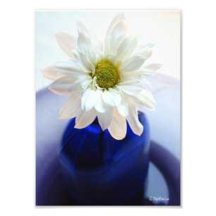 Cobalt Daisy Photographic Print
