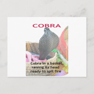 Cobra in Basket Art Print Postcard