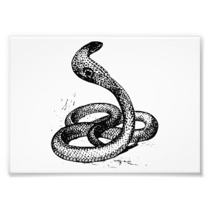 Cobra Photo Print