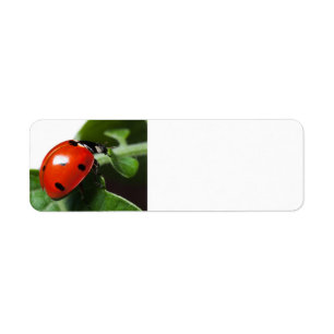 Coccinelle