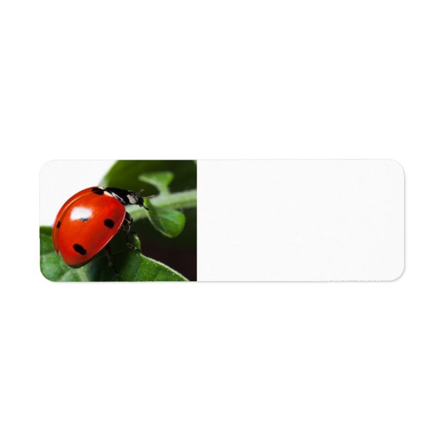 Coccinelle (Devant)