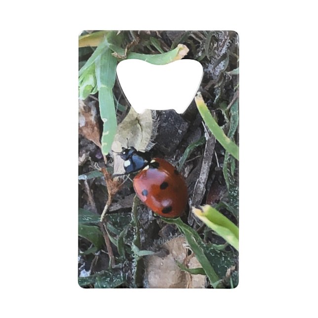 Coccinelle (Devant)
