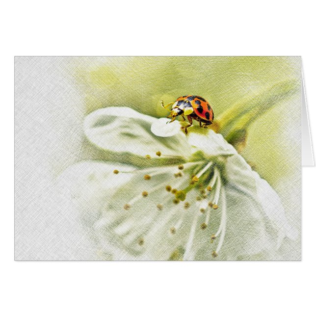 Coccinelle (Devant horizontal)
