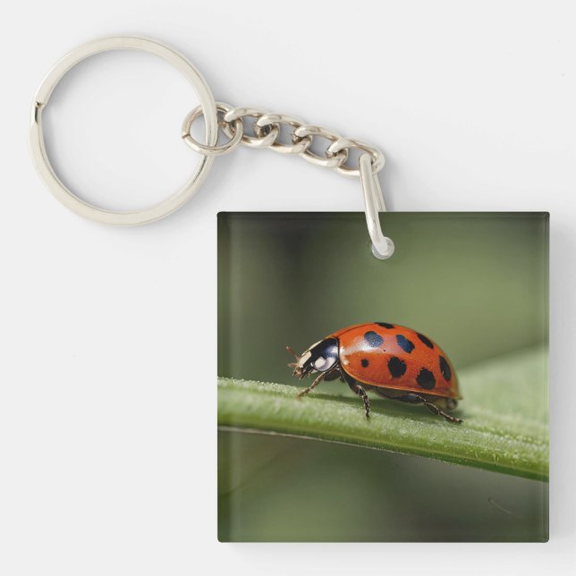 Coccinelle Insecte (Devant)