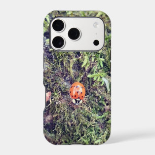 Coccinelle sur photographie de mousse