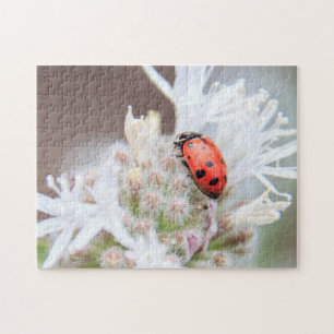 Coccinelle sur Silverleaf Phacelia sur le puzzle