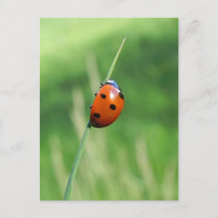 Coccinelle sur une brin d'herbe Carte postale