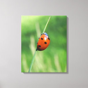 Coccinelle sur une lame d'herbe Impression sur toi