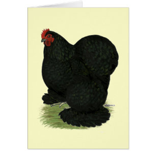 Cochin: Black Hen