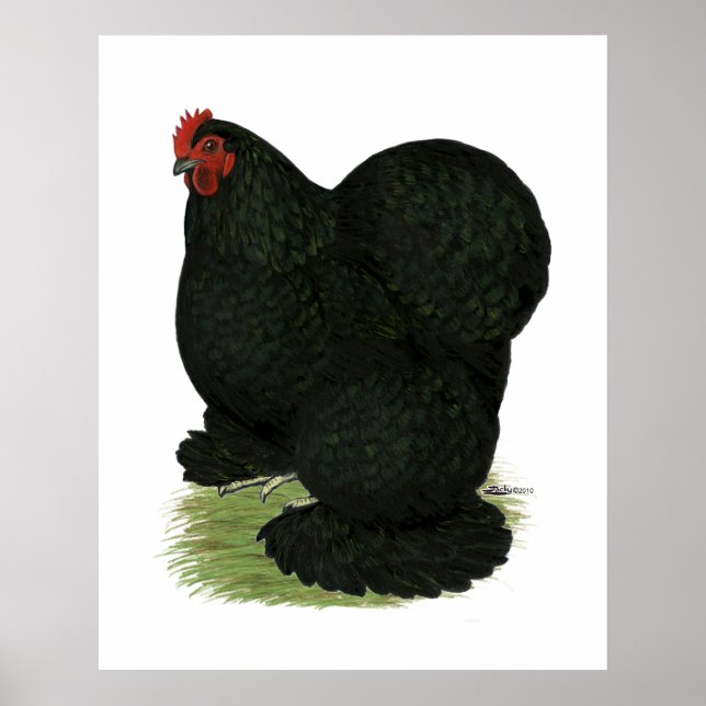 Cochin:  Black Hen Poster (Front)