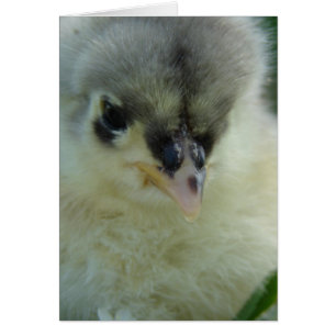 Cochin bleu