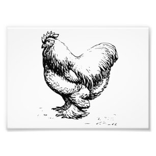 Cochin Chicken Photo Print