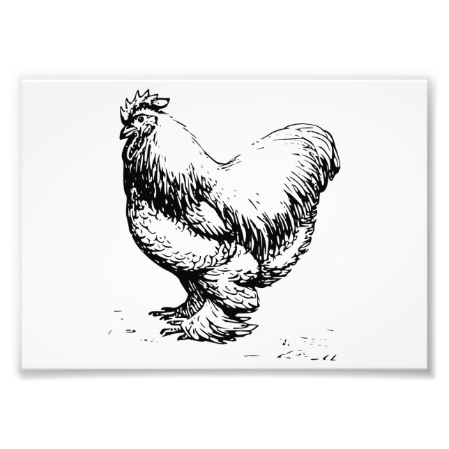 Cochin Chicken Photo Print (Front)