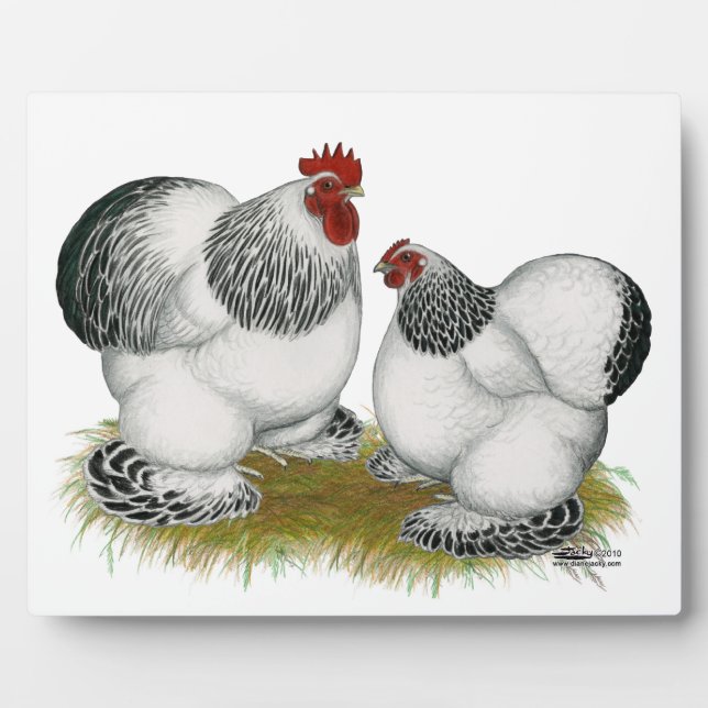 Cochin Columbian Bantams Plaque (Front)