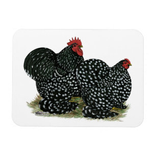 Cochin Mottled Chickens Magnet