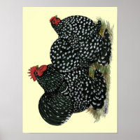 Cochin Mottled Chickens