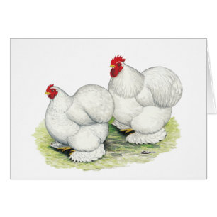 Cochin:  White Bantams