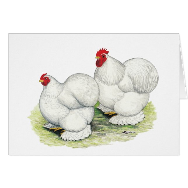 Cochin:  White Bantams (Front Horizontal)