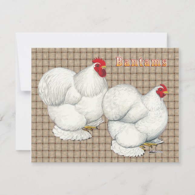 Cochin:  White Bantams (Front)