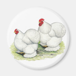 Cochin:  White Bantams Magnet