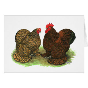 Cochins : à tôle dorée