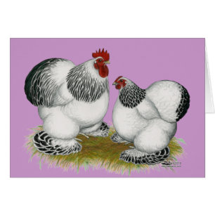 Cochins : Bantams colombiens