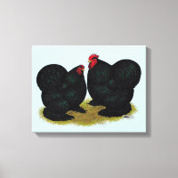 Cochins Black Bantam Pair