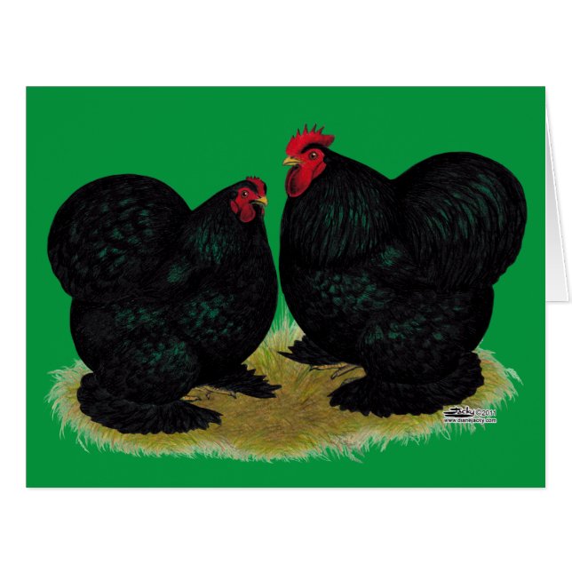 Cochins Black Bantam Paire (Devant horizontal)