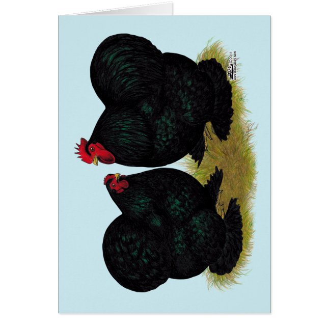 Cochins Black Bantam Paire (Devant)