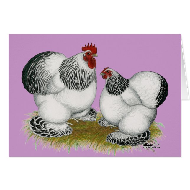 Cochins:  Columbian Bantams (Front Horizontal)