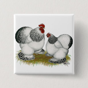 Cochins:  Columbian Bantams 2 Inch Square Button