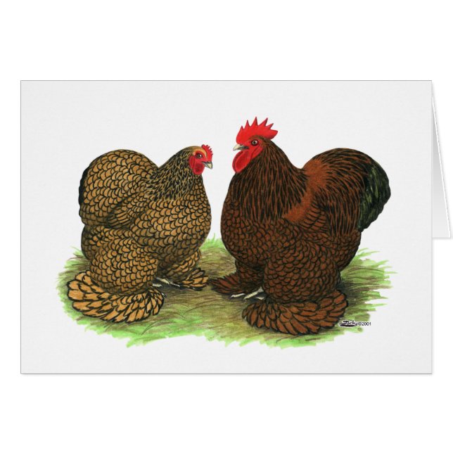 Cochins:  Golden-laced (Front Horizontal)