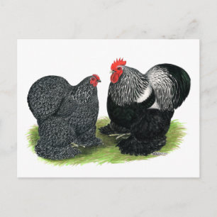 Cochins:  Silver-penciled Postcard