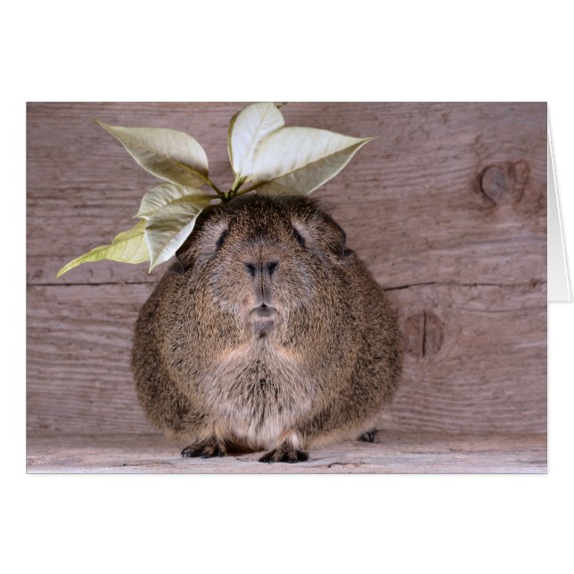 Cochon de Guinée (Devant horizontal)