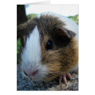 Cochon de Guinée