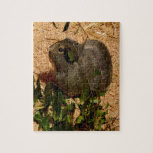 Cochon de Guinée Brown, Puzzle de Jigsaw