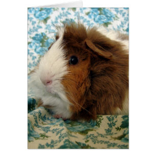 Cochon de Guinée sur tissu Floral bleu Vintage