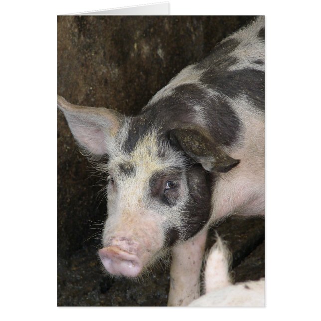 Cochon tacheté Toutes les occasions (Devant)