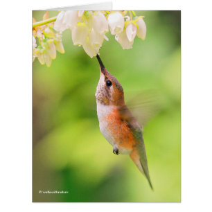 Cochons roux de colibri Nectar de fleur de bleuets