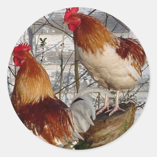 Cock-a-doodle-do Classic Round Sticker (Front)