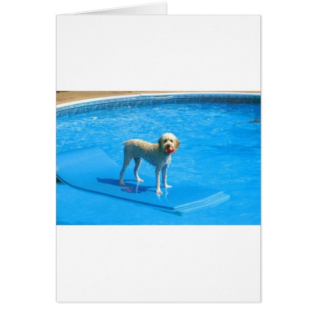 Cockapo blanc Chien nager sur un radeau (Devant)