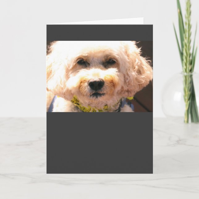 cockapoo card (Front)