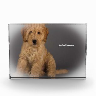 Cockapoo Dog. Photo Block