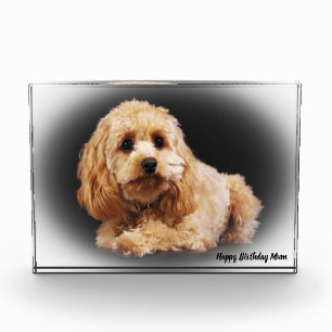 Cockapoo Dog. Photo Block