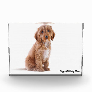 Cockapoo Dog. Photo Block